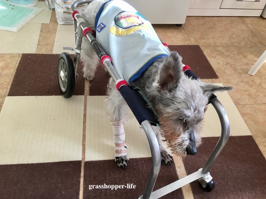 老犬用車椅子